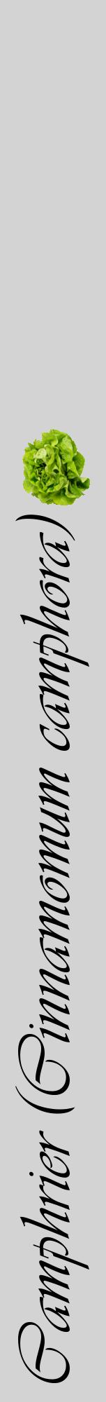 Étiquette de : Cinnamomum camphora - format a - style noire56viv avec comestibilité simplifiée