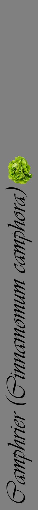 Étiquette de : Cinnamomum camphora - format a - style noire57viv avec comestibilité simplifiée