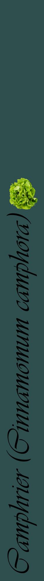 Étiquette de : Cinnamomum camphora - format a - style noire58viv avec comestibilité simplifiée