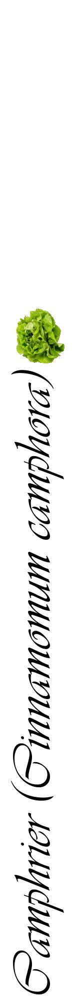 Étiquette de : Cinnamomum camphora - format a - style noire60viv avec comestibilité simplifiée