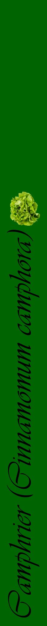 Étiquette de : Cinnamomum camphora - format a - style noire8viv avec comestibilité simplifiée
