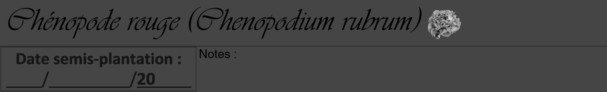 Étiquette de : Chenopodium rubrum - format a - style noire58viv avec comestibilité simplifiée