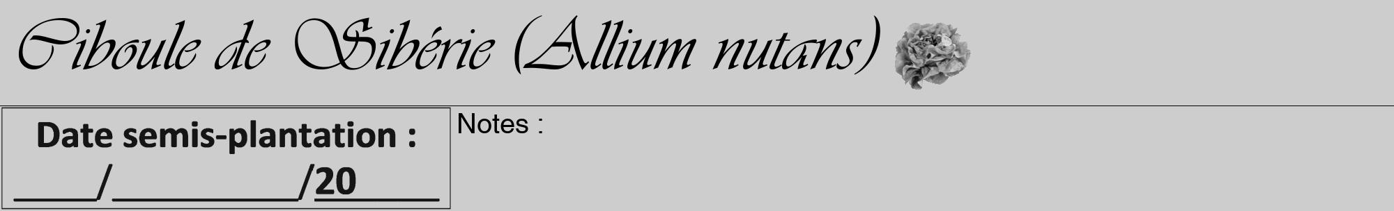 Étiquette de : Allium nutans - format a - style noire41viv avec comestibilité simplifiée