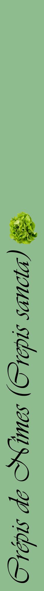 Étiquette de : Crepis sancta - format a - style noire13viv avec comestibilité simplifiée