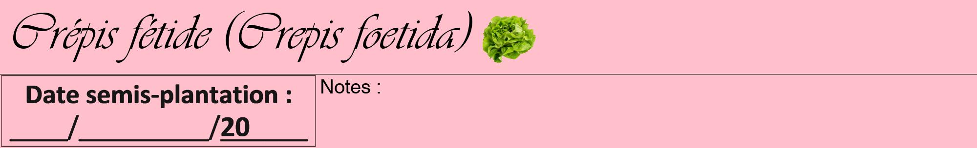 Étiquette de : Crepis foetida - format a - style noire40viv avec comestibilité simplifiée
