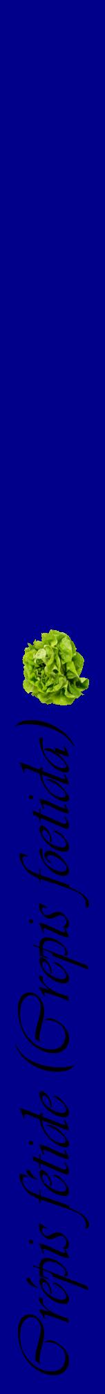 Étiquette de : Crepis foetida - format a - style noire7viv avec comestibilité simplifiée