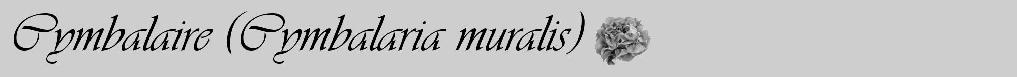Étiquette de : Cymbalaria muralis - format a - style noire17viv avec comestibilité simplifiée