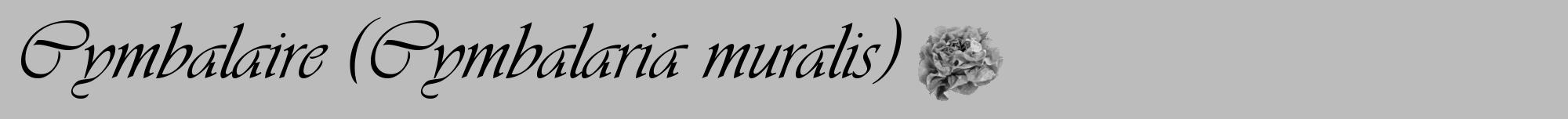 Étiquette de : Cymbalaria muralis - format a - style noire1viv avec comestibilité simplifiée