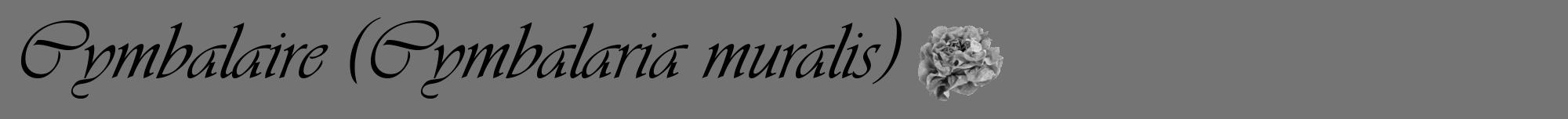 Étiquette de : Cymbalaria muralis - format a - style noire26viv avec comestibilité simplifiée