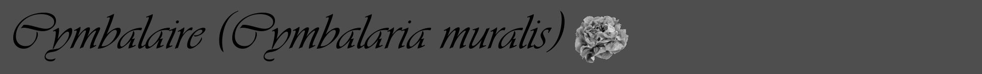 Étiquette de : Cymbalaria muralis - format a - style noire33viv avec comestibilité simplifiée