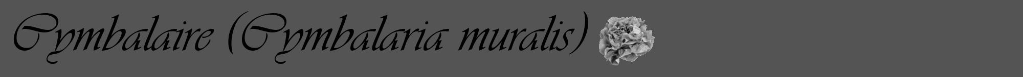 Étiquette de : Cymbalaria muralis - format a - style noire36viv avec comestibilité simplifiée