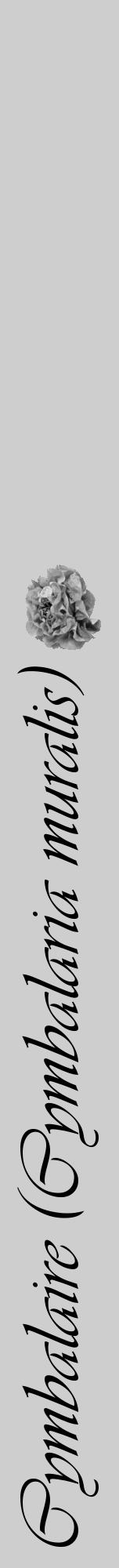 Étiquette de : Cymbalaria muralis - format a - style noire17viv avec comestibilité simplifiée - position verticale