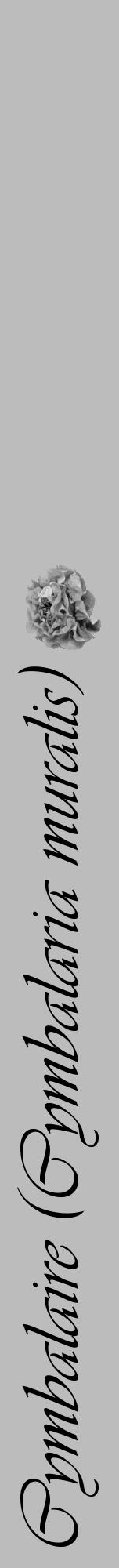 Étiquette de : Cymbalaria muralis - format a - style noire1viv avec comestibilité simplifiée - position verticale
