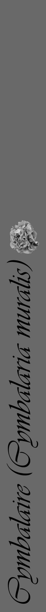 Étiquette de : Cymbalaria muralis - format a - style noire51viv avec comestibilité simplifiée - position verticale