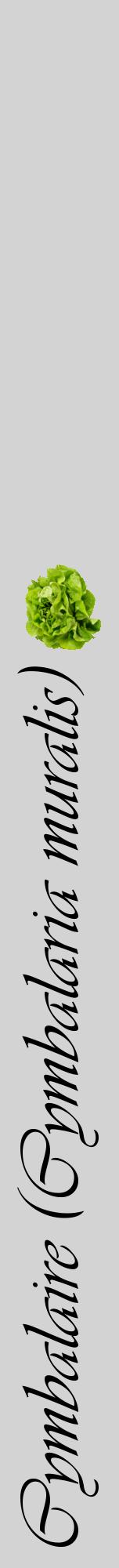 Étiquette de : Cymbalaria muralis - format a - style noire56viv avec comestibilité simplifiée