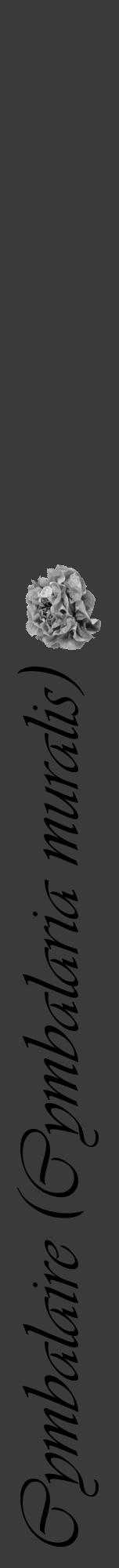 Étiquette de : Cymbalaria muralis - format a - style noire8viv avec comestibilité simplifiée - position verticale