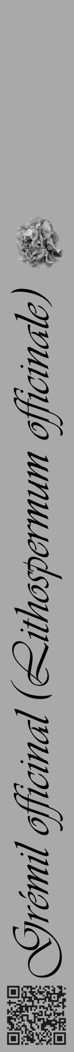 Étiquette de : Lithospermum officinale - format a - style noire13viv avec qrcode et comestibilité simplifiée - position verticale