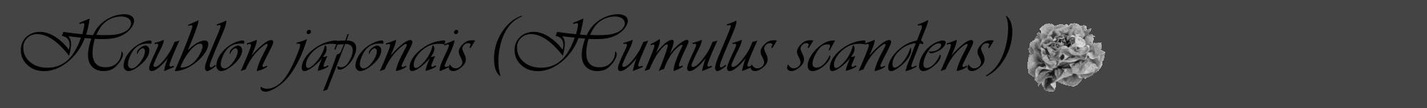 Étiquette de : Humulus scandens - format a - style noire48viv avec comestibilité simplifiée
