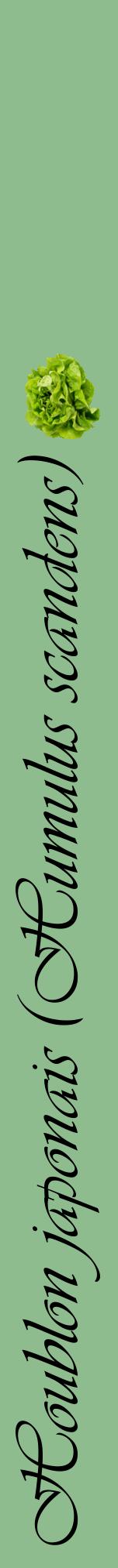 Étiquette de : Humulus scandens - format a - style noire13viv avec comestibilité simplifiée