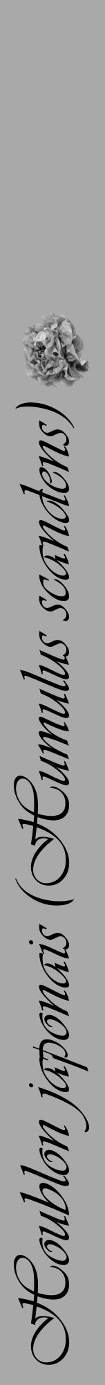 Étiquette de : Humulus scandens - format a - style noire13viv avec comestibilité simplifiée - position verticale