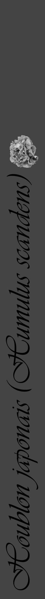 Étiquette de : Humulus scandens - format a - style noire48viv avec comestibilité simplifiée - position verticale