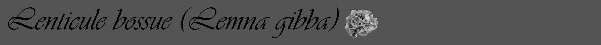Étiquette de : Lemna gibba - format a - style noire36viv avec comestibilité simplifiée