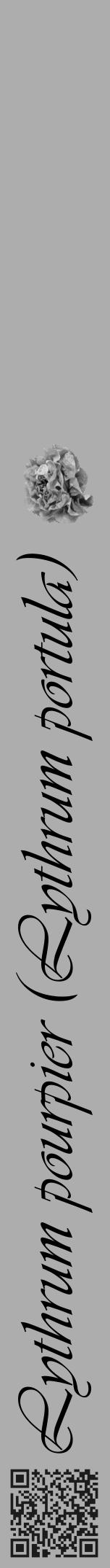 Étiquette de : Lythrum portula - format a - style noire22simpleviv avec qrcode et comestibilité simplifiée - position verticale