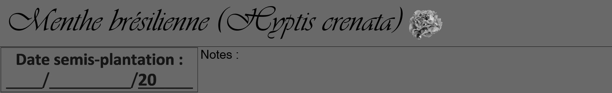 Étiquette de : Hyptis crenata - format a - style noire51viv avec comestibilité simplifiée