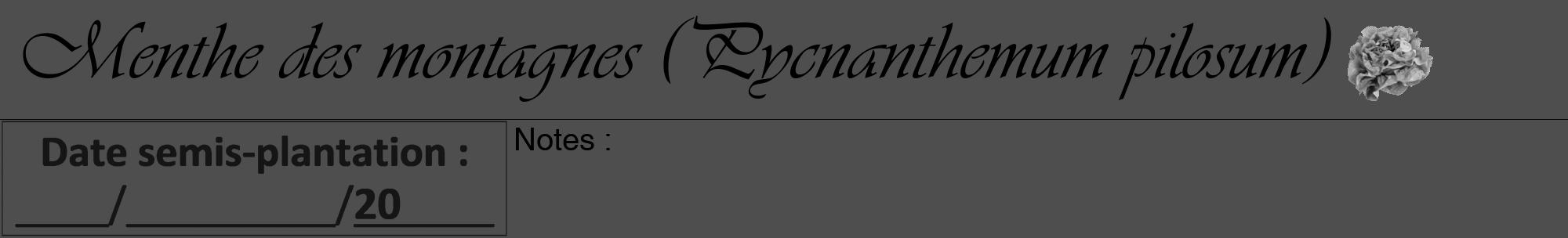 Étiquette de : Pycnanthemum pilosum - format a - style noire33viv avec comestibilité simplifiée