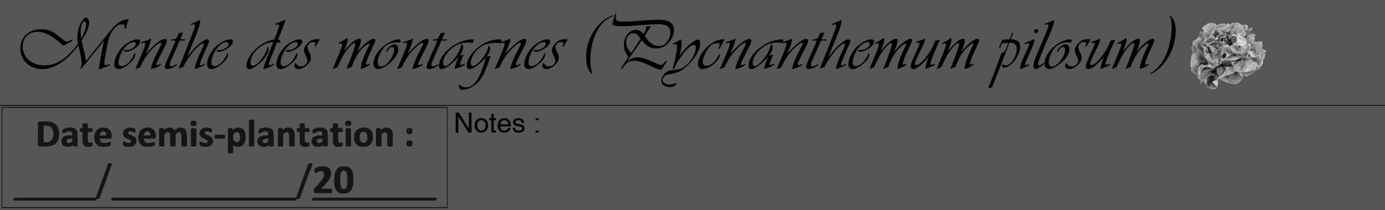 Étiquette de : Pycnanthemum pilosum - format a - style noire45viv avec comestibilité simplifiée
