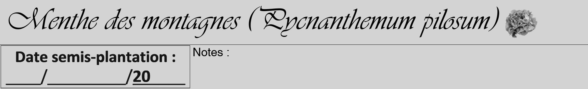 Étiquette de : Pycnanthemum pilosum - format a - style noire56basiqueviv avec comestibilité simplifiée