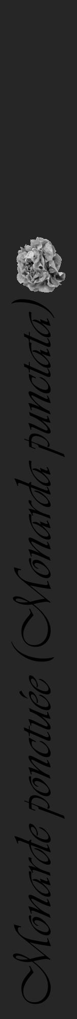 Étiquette de : Monarda punctata - format a - style noire29viv avec comestibilité simplifiée - position verticale