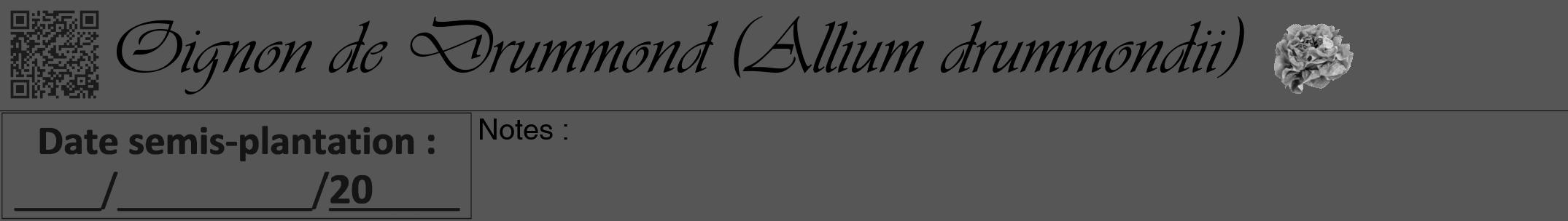 Étiquette de : Allium drummondii - format a - style noire45viv avec qrcode et comestibilité simplifiée