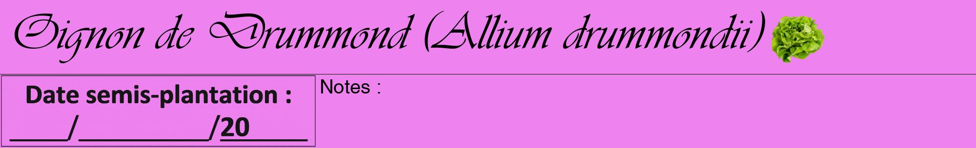 Étiquette de : Allium drummondii - format a - style noire53viv avec comestibilité simplifiée