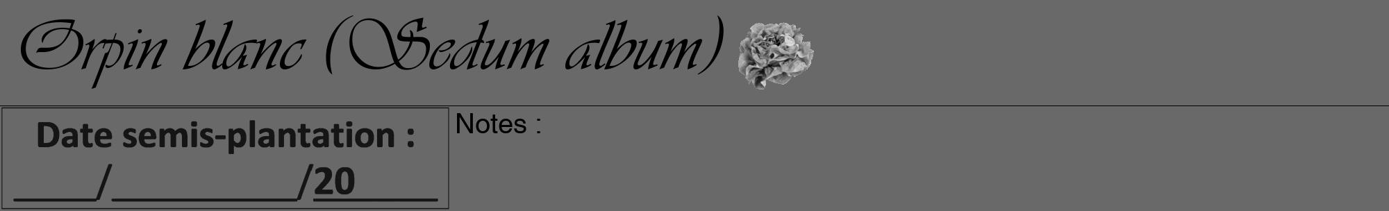 Étiquette de : Sedum album - format a - style noire11viv avec comestibilité simplifiée