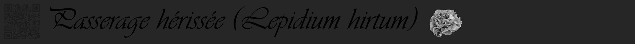 Étiquette de : Lepidium hirtum - format a - style noire29viv avec qrcode et comestibilité simplifiée