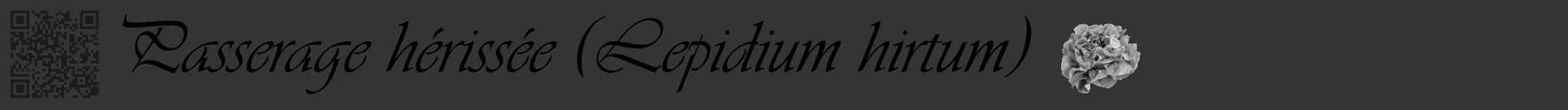 Étiquette de : Lepidium hirtum - format a - style noire46viv avec qrcode et comestibilité simplifiée