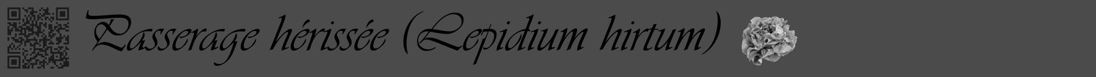 Étiquette de : Lepidium hirtum - format a - style noire9viv avec qrcode et comestibilité simplifiée