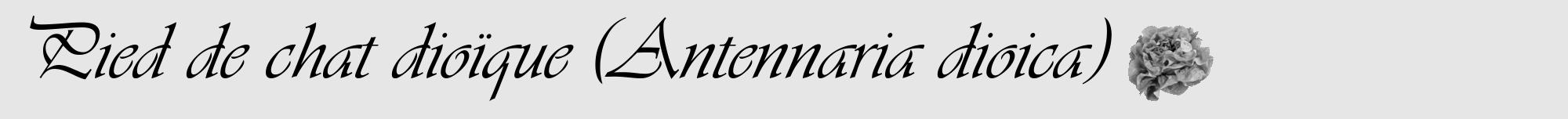 Étiquette de : Antennaria dioica - format a - style noire18viv avec comestibilité simplifiée