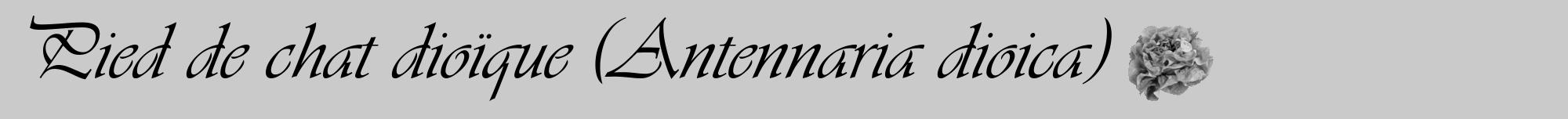 Étiquette de : Antennaria dioica - format a - style noire21viv avec comestibilité simplifiée