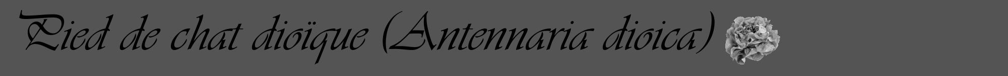 Étiquette de : Antennaria dioica - format a - style noire30viv avec comestibilité simplifiée