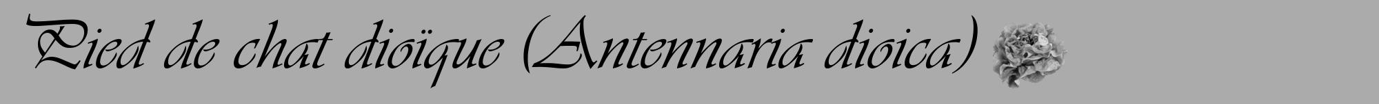 Étiquette de : Antennaria dioica - format a - style noire37viv avec comestibilité simplifiée