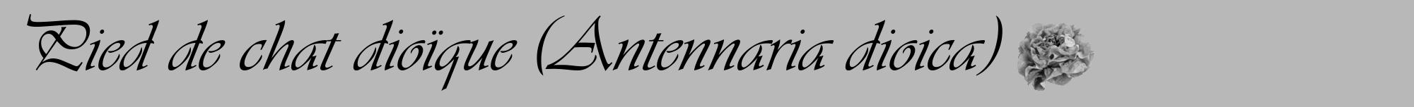 Étiquette de : Antennaria dioica - format a - style noire39viv avec comestibilité simplifiée
