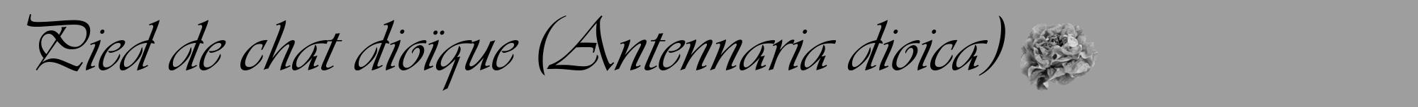 Étiquette de : Antennaria dioica - format a - style noire42viv avec comestibilité simplifiée