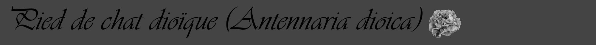 Étiquette de : Antennaria dioica - format a - style noire48viv avec comestibilité simplifiée