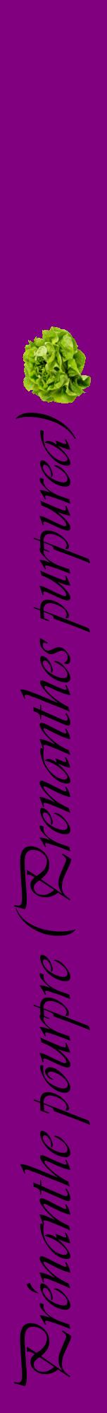 Étiquette de : Prenanthes purpurea - format a - style noire46viv avec comestibilité simplifiée