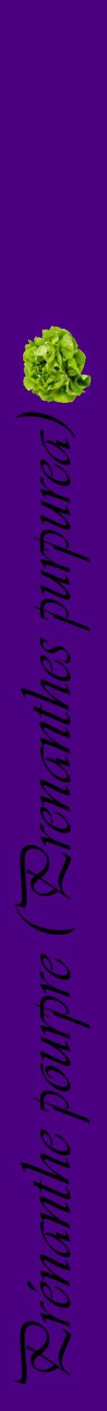 Étiquette de : Prenanthes purpurea - format a - style noire47viv avec comestibilité simplifiée