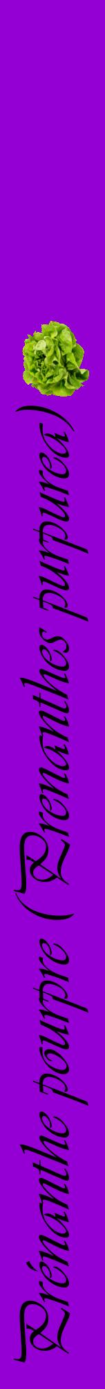 Étiquette de : Prenanthes purpurea - format a - style noire48viv avec comestibilité simplifiée