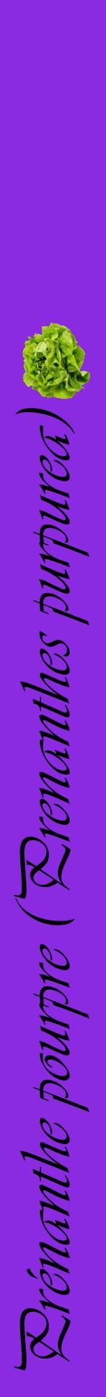 Étiquette de : Prenanthes purpurea - format a - style noire49viv avec comestibilité simplifiée