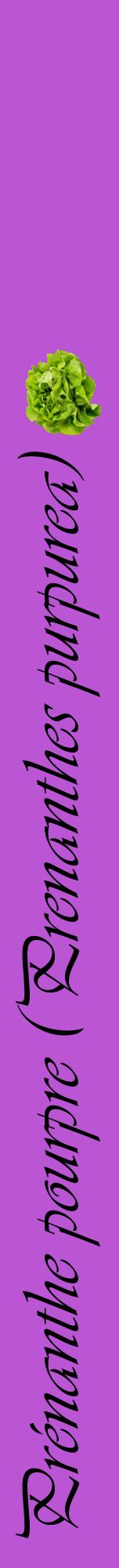 Étiquette de : Prenanthes purpurea - format a - style noire50viv avec comestibilité simplifiée